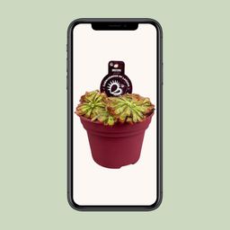 Drosera Aliciae (13932)