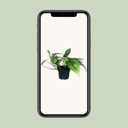 Epipremnum Cebu Blue (12464)