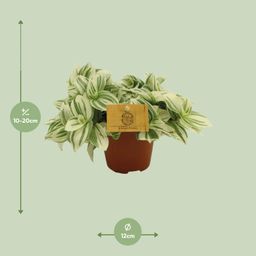 Tradescantia Brightness - Ø12 ↕20 (12926)