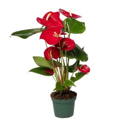 Anthurium Red (8720634285438)