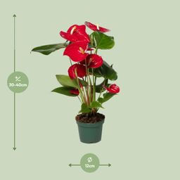 Anthurium Red (8720634285438)