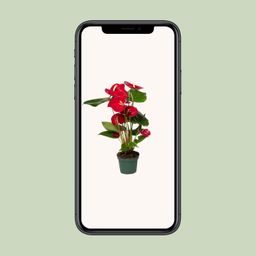 Anthurium Red (8720634285438)