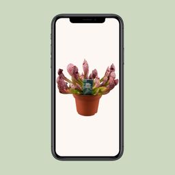 Sarracenia Scarlet Belle (16139)