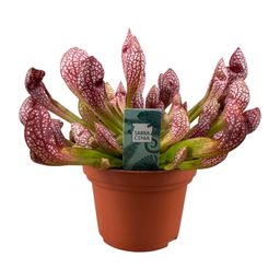 Sarracenia Scarlet Belle (16139)