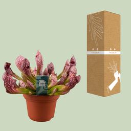 Sarracenia Scarlet Belle (16139)