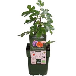 Hoogeveen Ficus Gustissimo Perretta - Ø13 - ↨45cm (8719497267545)