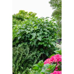 Hoogeveen Ficus Gustissimo Perretta - Ø13 - ↨45cm (8719497267545)