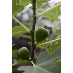 Hoogeveen Ficus Gustissimo Perretta - Ø13 - ↨45cm (8719497267545)