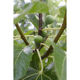 Hoogeveen Ficus Gustissimo Perretta - Ø13 - ↨45cm (8719497267545)