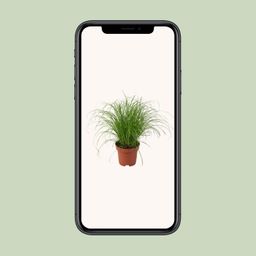 Cyperus Alternifolius Zumula (9931)