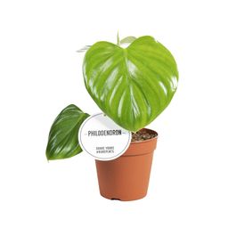 Philodendron Pittieri (46628)
