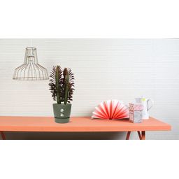 Euphorbia Trigona Rubra (28836)