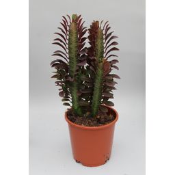 Euphorbia Trigona Rubra (28836)