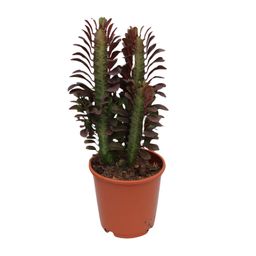 Euphorbia Trigona Rubra (28836)