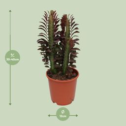 Euphorbia Trigona Rubra (28836)