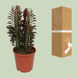 Euphorbia Trigona Rubra (28836)