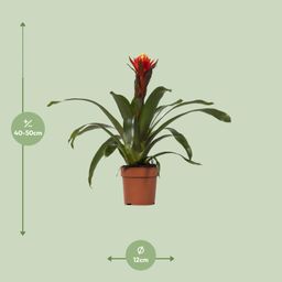 Guzmania Happiness - Ø12 ↕45 (13864)