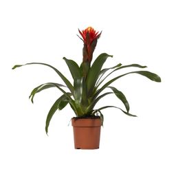 Guzmania Happiness - Ø12 ↕45 (13864)