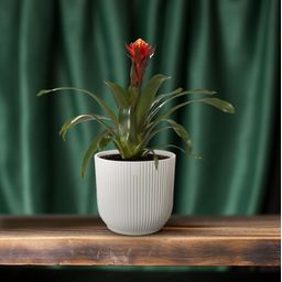 Guzmania Happiness - Ø12 ↕45 (13864)