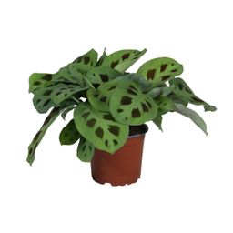 PROMO - Maranta Leuconeura Kerchoveana (9939)