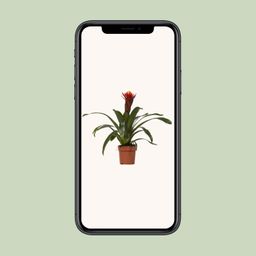 Guzmania Happiness - Ø12 ↕45 (13864)