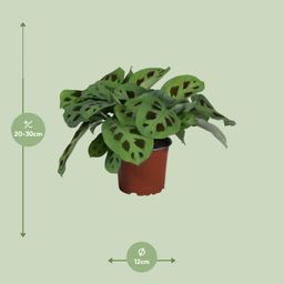 PROMO - Maranta Leuconeura Kerchoveana (9939)