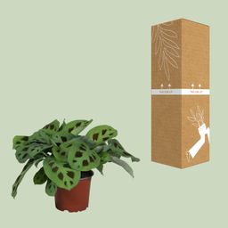 PROMO - Maranta Leuconeura Kerchoveana (9939)