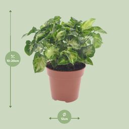 Syngonium Pixie (18282)