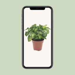 Syngonium Pixie (18282)