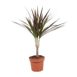 Dracaena Magenta (10776)