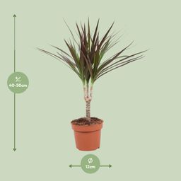 Dracaena Magenta (10776)