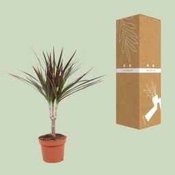 Dracaena Magenta (10776)