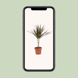 Dracaena Magenta (10776)