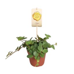 Peperomia Hope (9557)