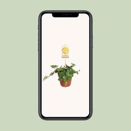 Peperomia Hope (9557)