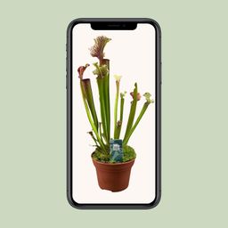 Sarracenia Judith Hindle (16150)