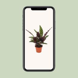 Calathea Insignis (18276)