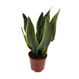 Sansevieria Superba (10161)
