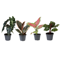 Baby Plantjes Verrassingsbox - - x4 (32237)