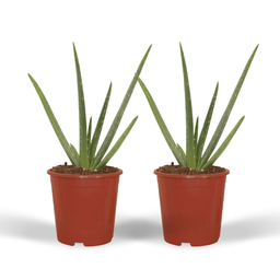 2x Aloe vera - Succulent - 40cm - ø12 (10229)