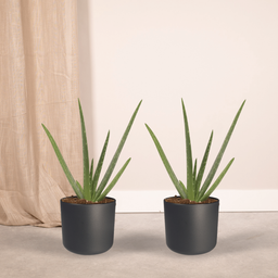 2x Aloe vera - Succulent - 40cm - ø12 (10229)