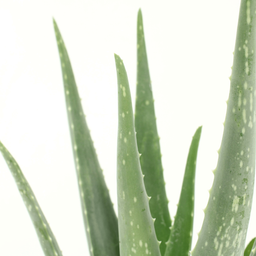 2x Aloe vera - Succulent - 40cm - ø12 (10229)