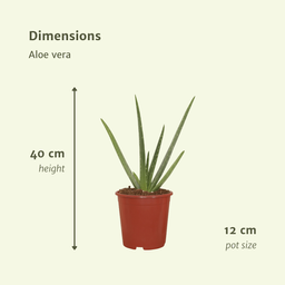2x Aloe vera - Succulent - 40cm - ø12 (10229)