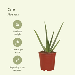 2x Aloe vera - Succulent - 40cm - ø12 (10229)