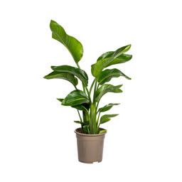 Strelitzia Nicolai Ø21cm - ↕90 (4250308316815)