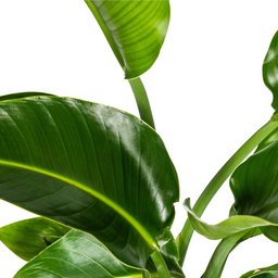 Strelitzia Nicolai Ø21cm - ↕90 (4250308316815)