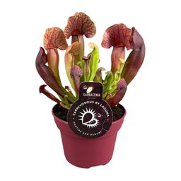 Sarracenia Catesbaei (13908)