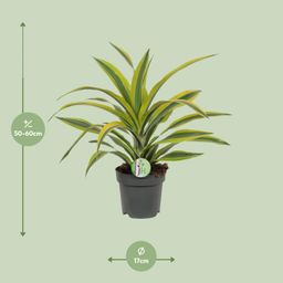 Dracaena Fragrans Lemon Lime (8720634284400)