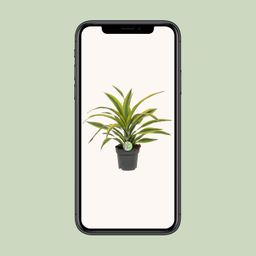 Dracaena Fragrans Lemon Lime (8720634284400)