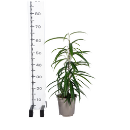 Ficus Binnendijkii Alii Ø17cm - ↕60 (4250308317430)